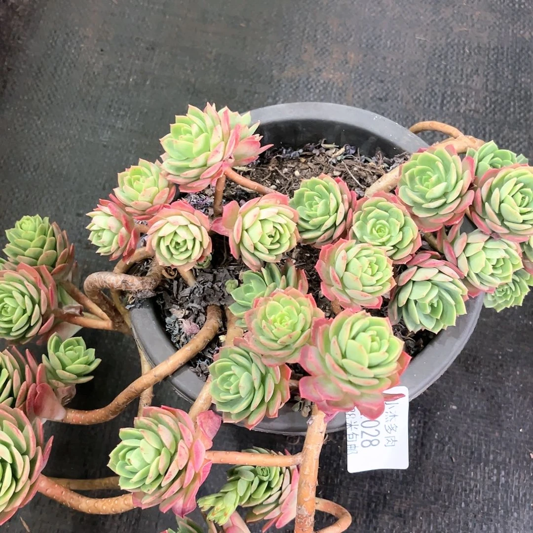 绿墙群生小22028