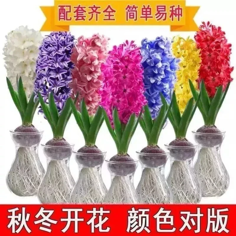 进口风信子种球基地发货水培土培室内好养四季开花耐寒植物花卉球