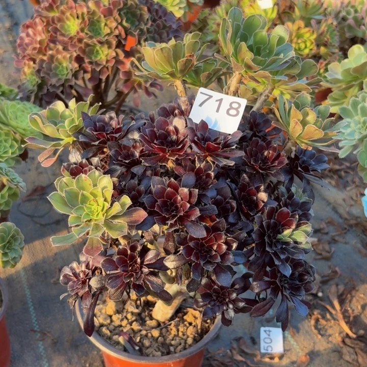 墨法师阴阳多肉植物不包损718