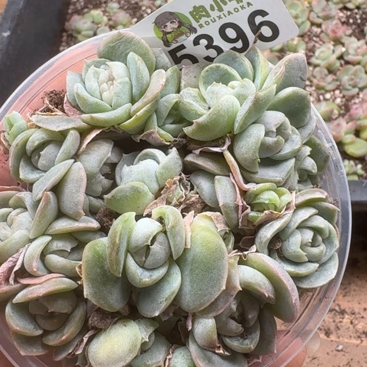 多肉植物多肉植物