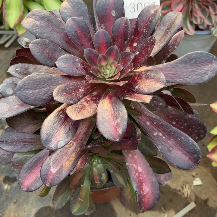 花娜锦多肉法师3001