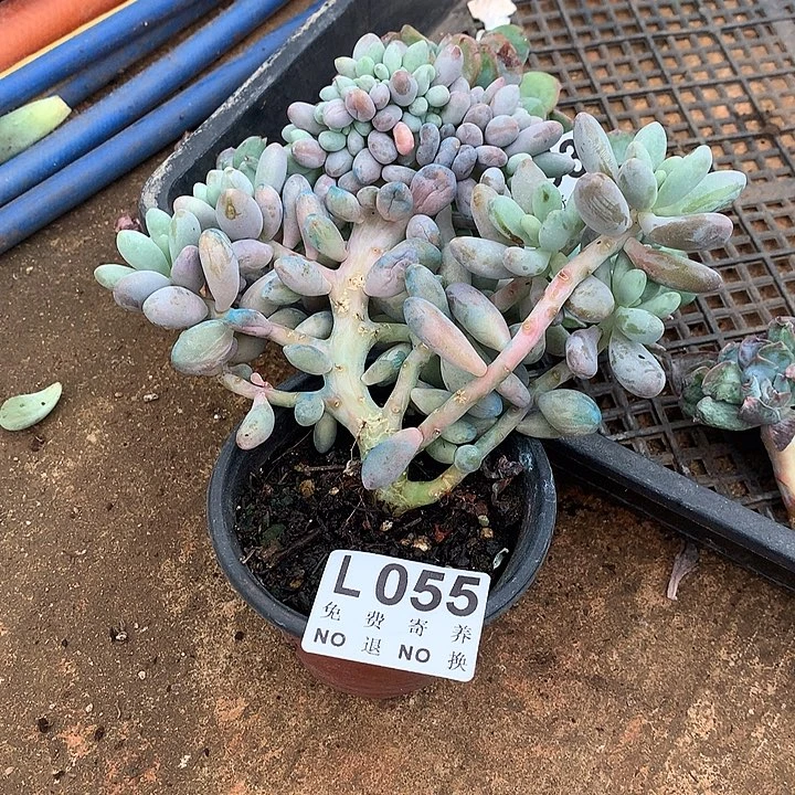 汤圆缀化 大板子 多肉植物 9.25号发