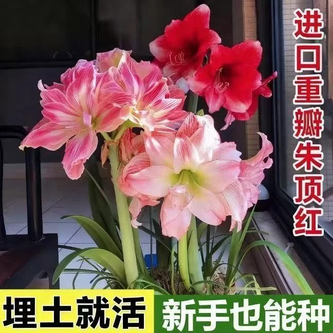 朱顶红种球进口重瓣大花品种耐寒四季开花盆栽庭院阳台球根花卉