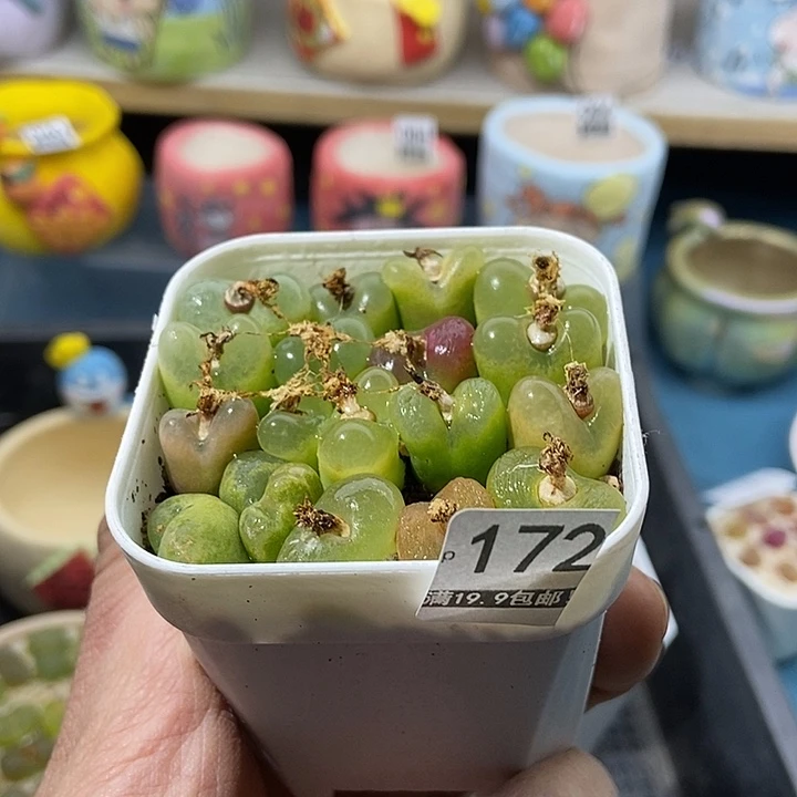 172大舅生石花肉锥多肉