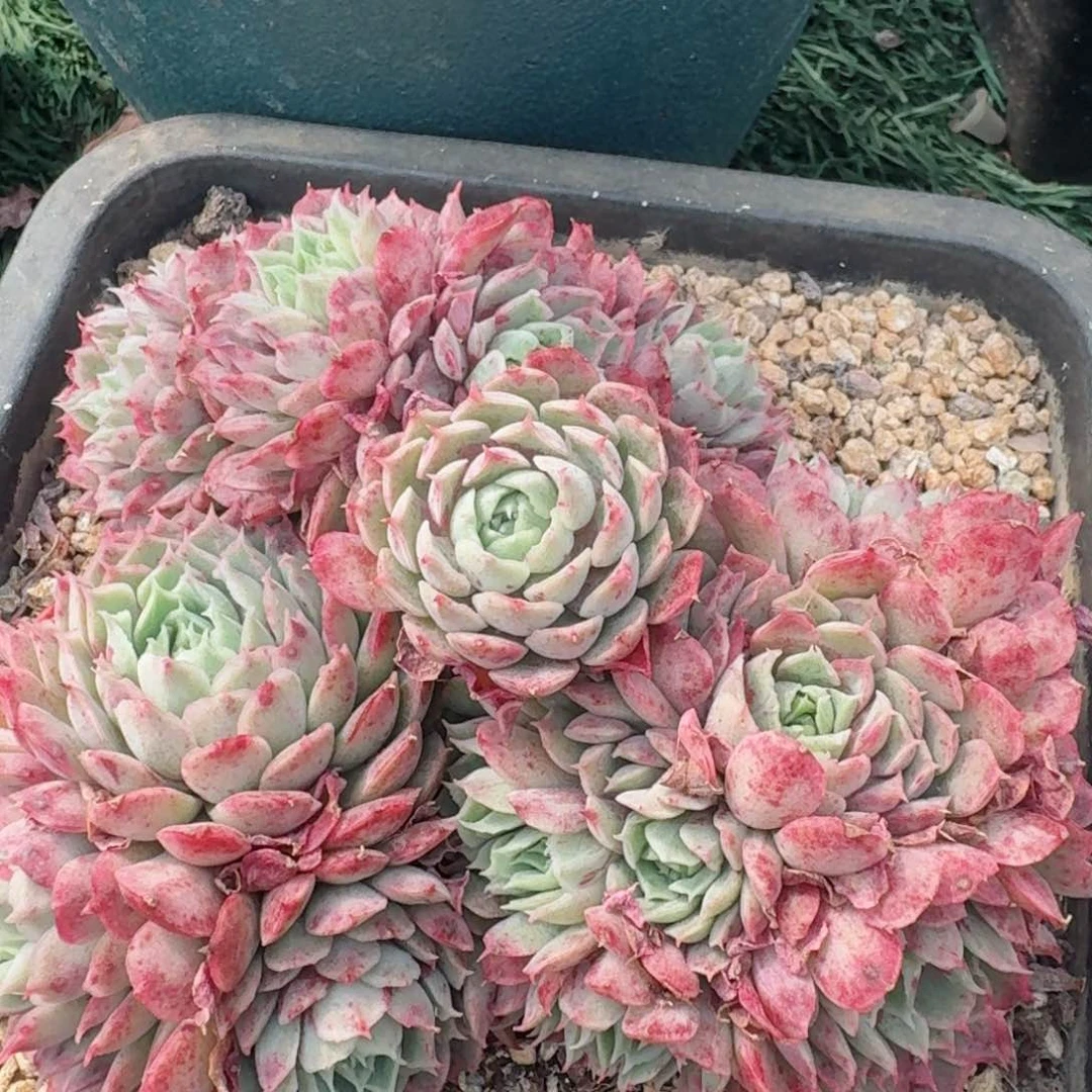 1672一物一拍（满28包邮）