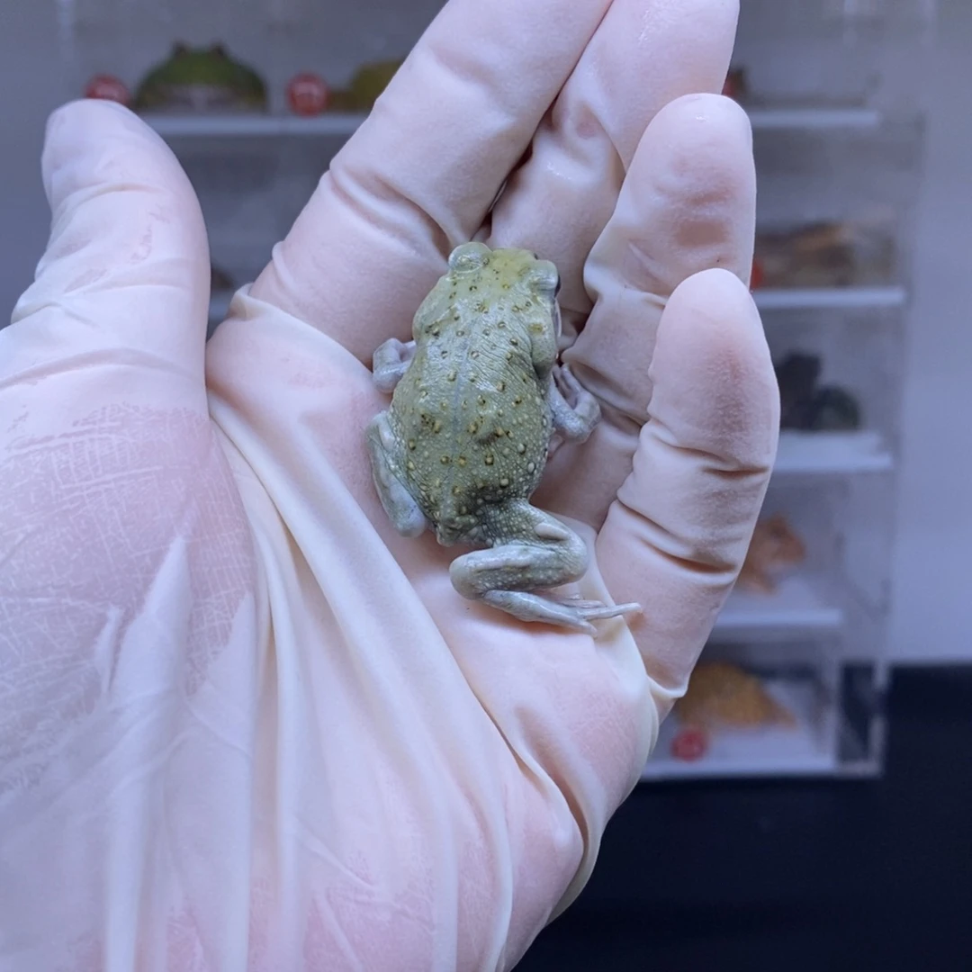 角蛙角蛙闪购专属链接