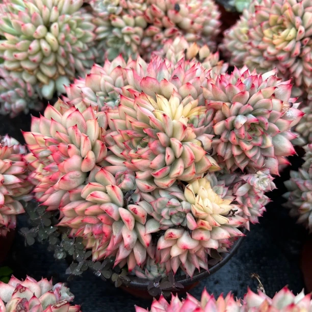 女雏锦120盆云南水香基地直