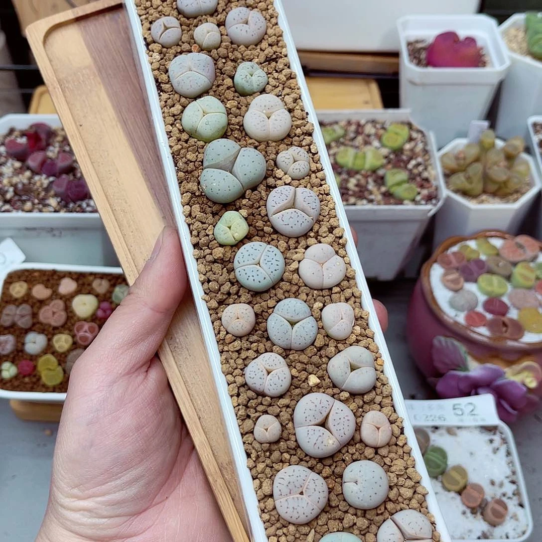 郎哥多肉生石花26-105