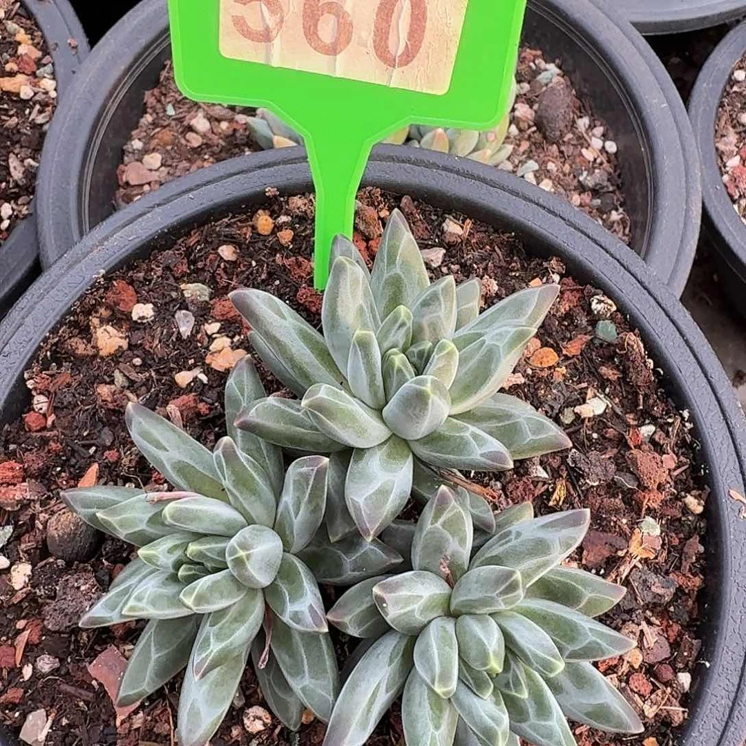 梵高多肉植物560