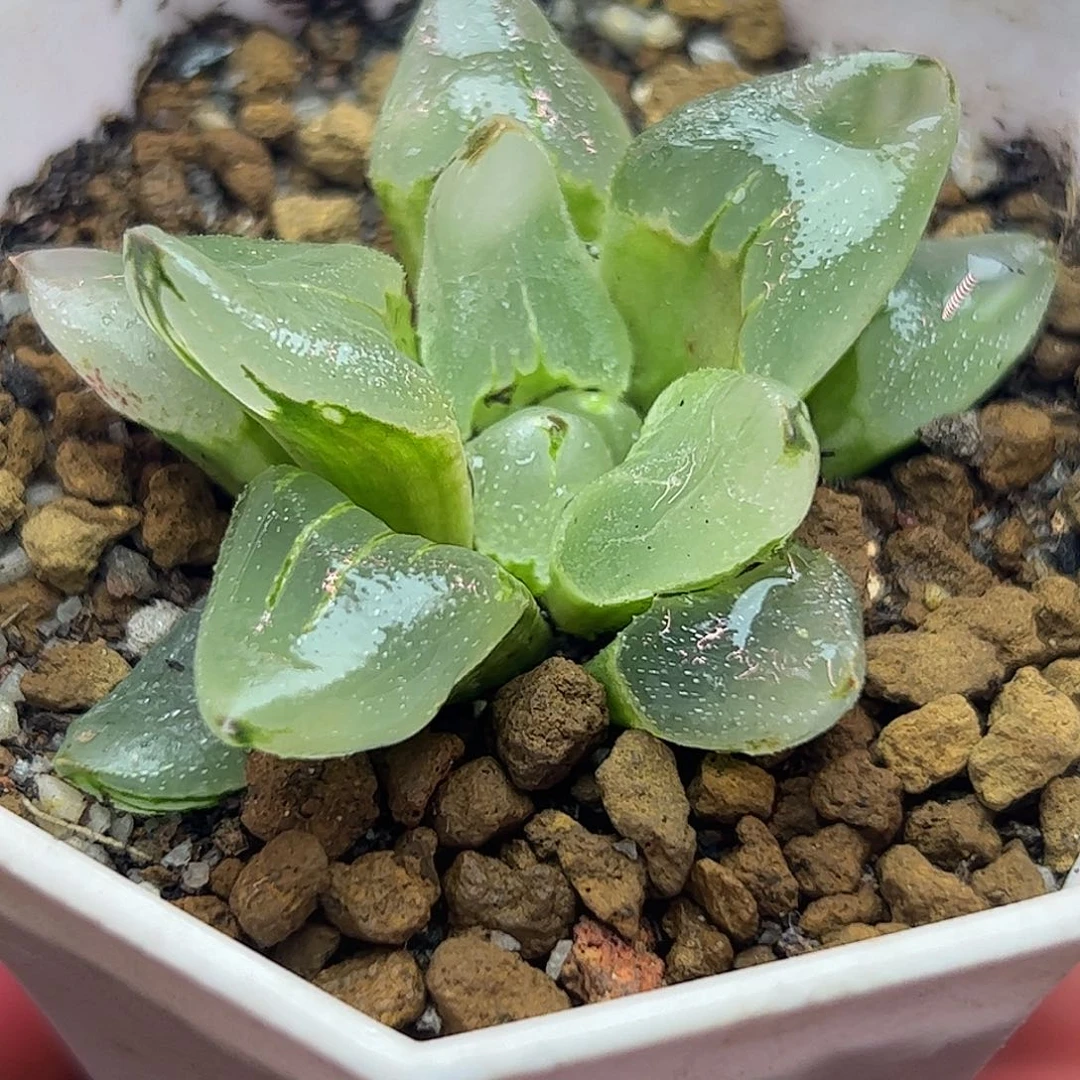 冰城变异十二卷多肉植物