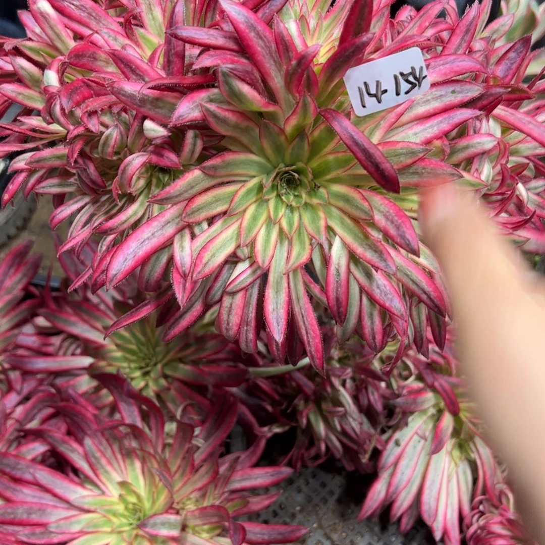 秀*154朱雀追多肉植物一