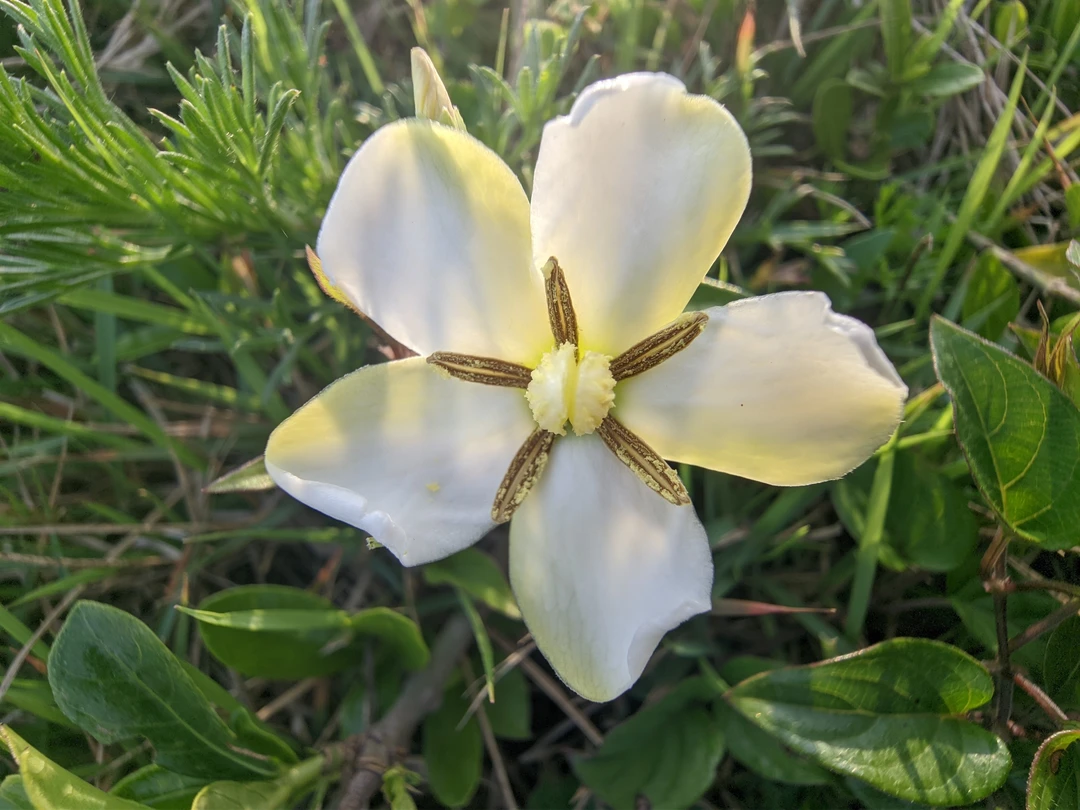 栀子花又名小叶栀子