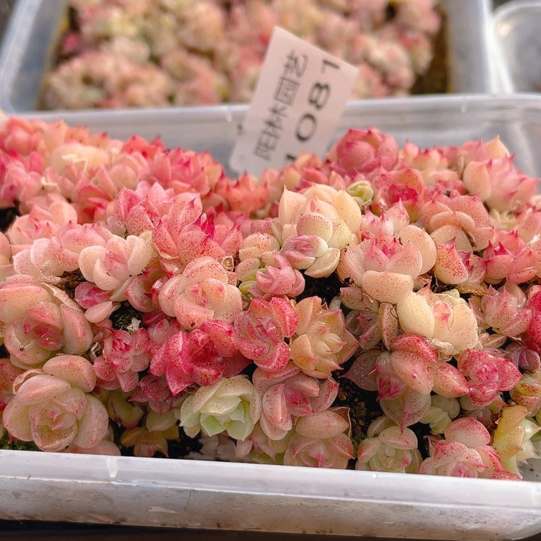 L***I多肉植物多肉植物1081