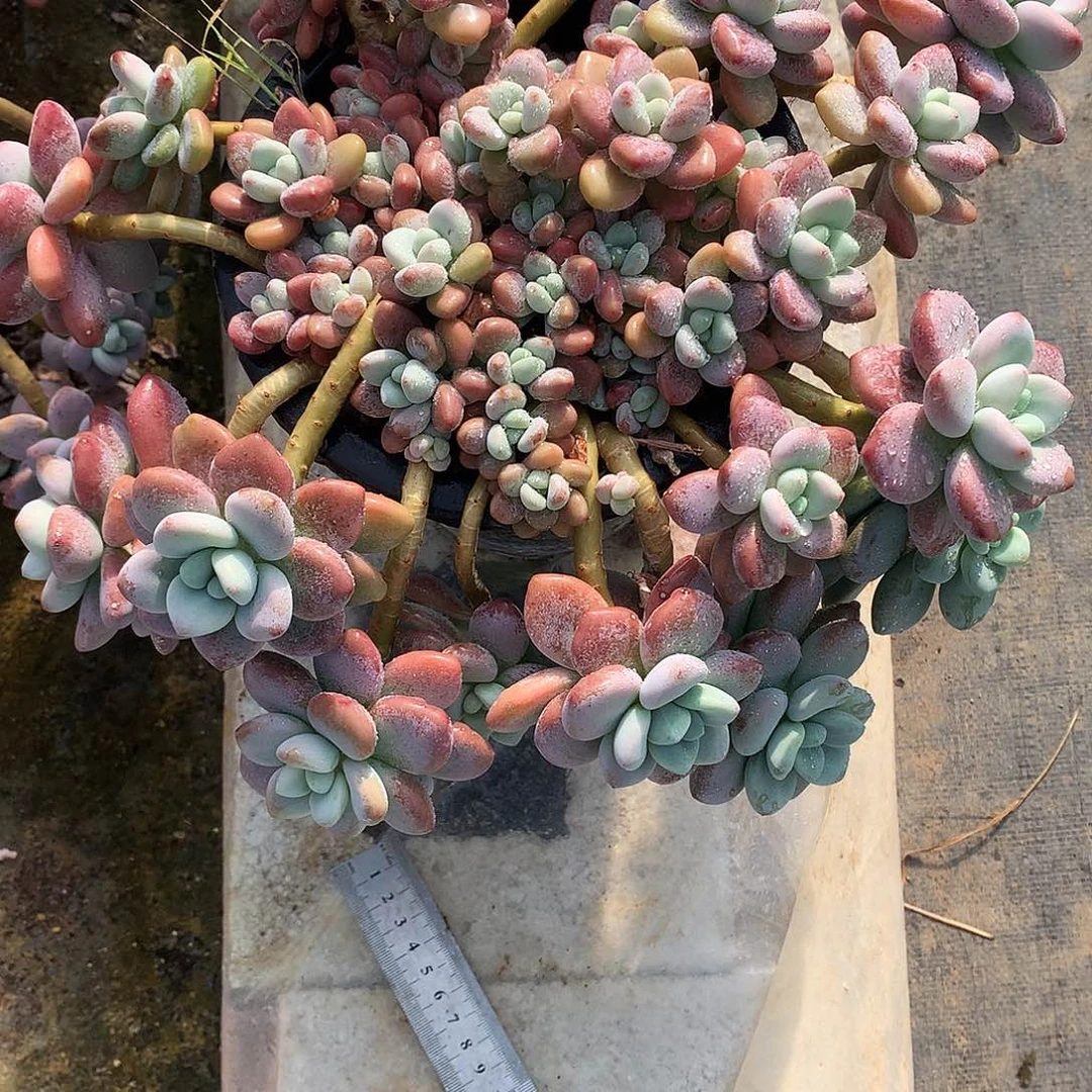 西****茄洛神多肉一物一拍