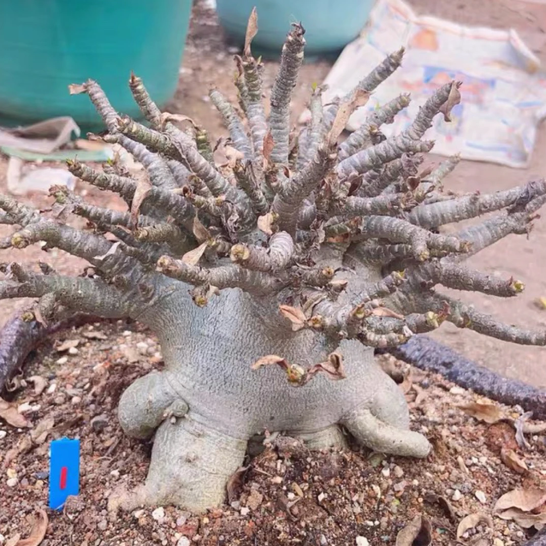 进口系沙漠玫瑰  泰国矮个子沙漠玫瑰  块根  多肉植物