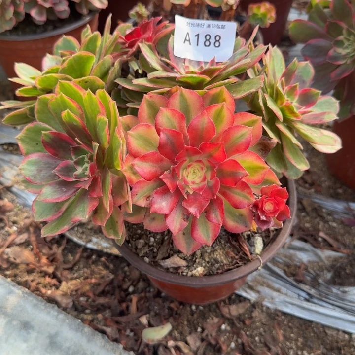 188克拉恋人。多肉植物