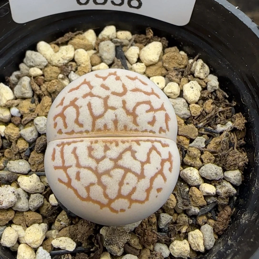 0838。默认脱土。18包邮。偏远88包邮