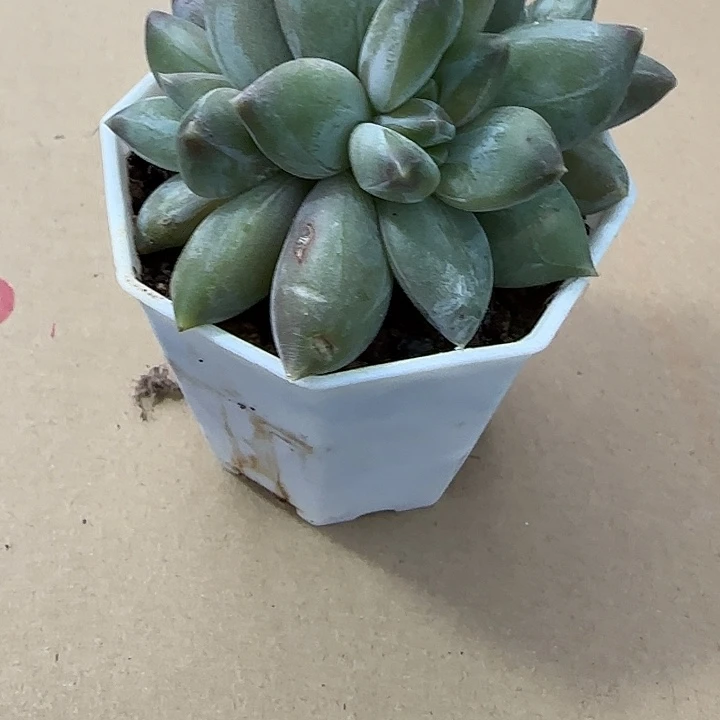 青蛙王子儿童牙膏套装11