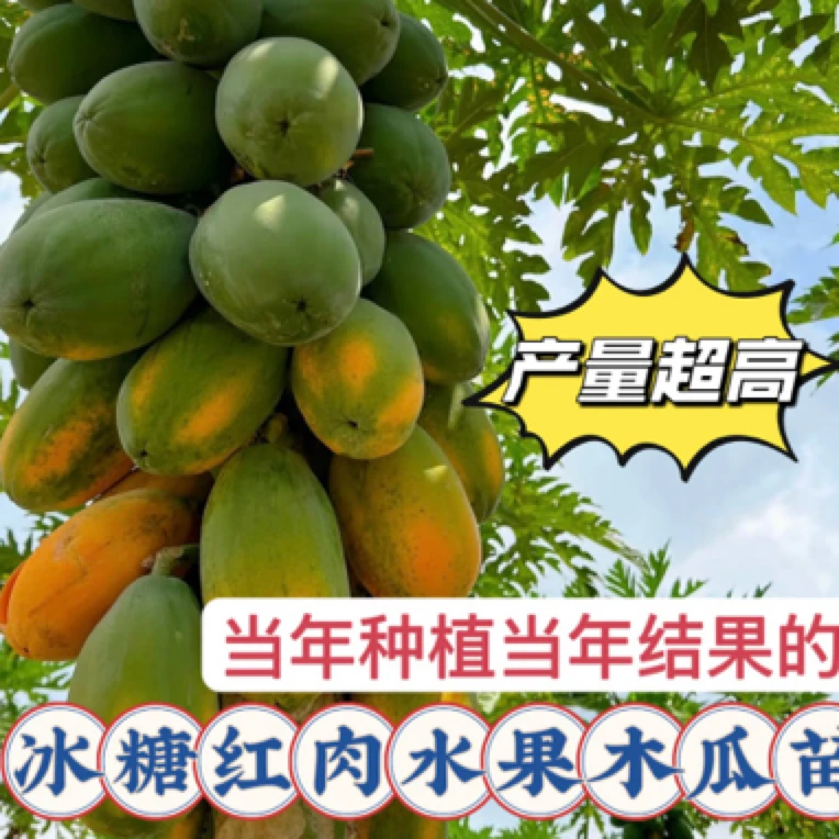 木瓜苗树南方红肉雷州冰糖红心木瓜苗南方种植盆栽地栽庭院