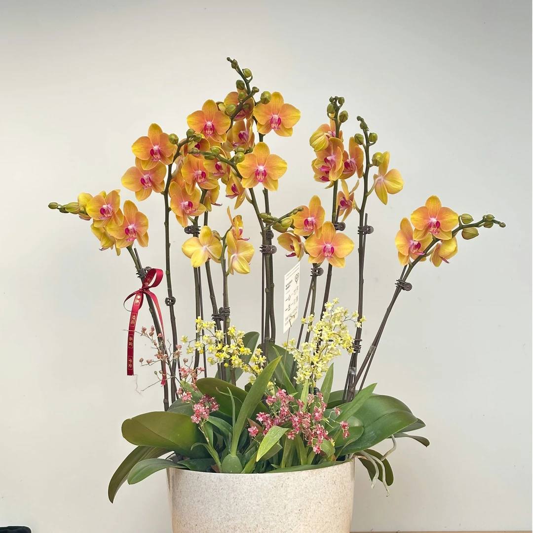 【顺丰次日达 大黄蜂】组盆 蝴蝶兰 2025年宵花 江浙沪次日达 农场直发蝴蝶兰 年宵花