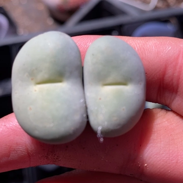 524大型小红嘴一颗