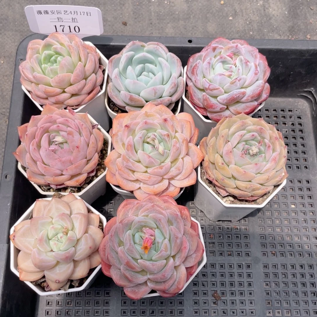 薇薇安园艺多肉1710