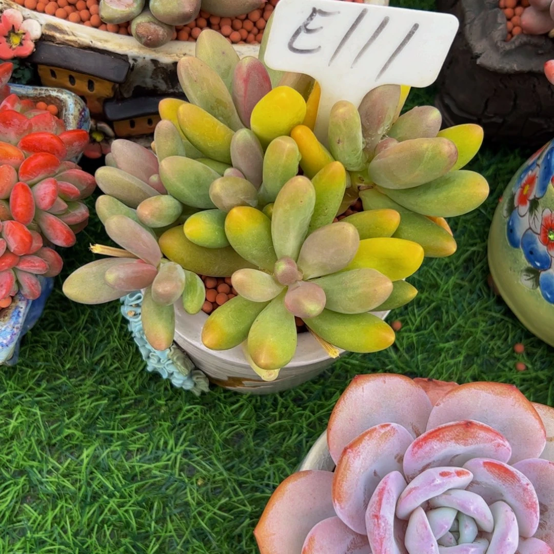 L***Y糖果美人多肉植物