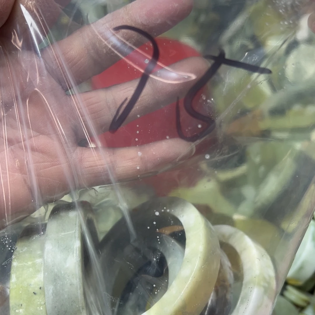 .***童蛇纹石玉未镶嵌岫玉手镯心，平安无事牌