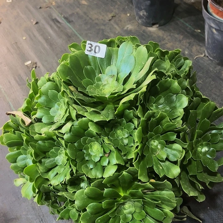 绿杨蓉法师30000