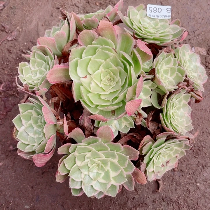 85万花筒多肉123456789