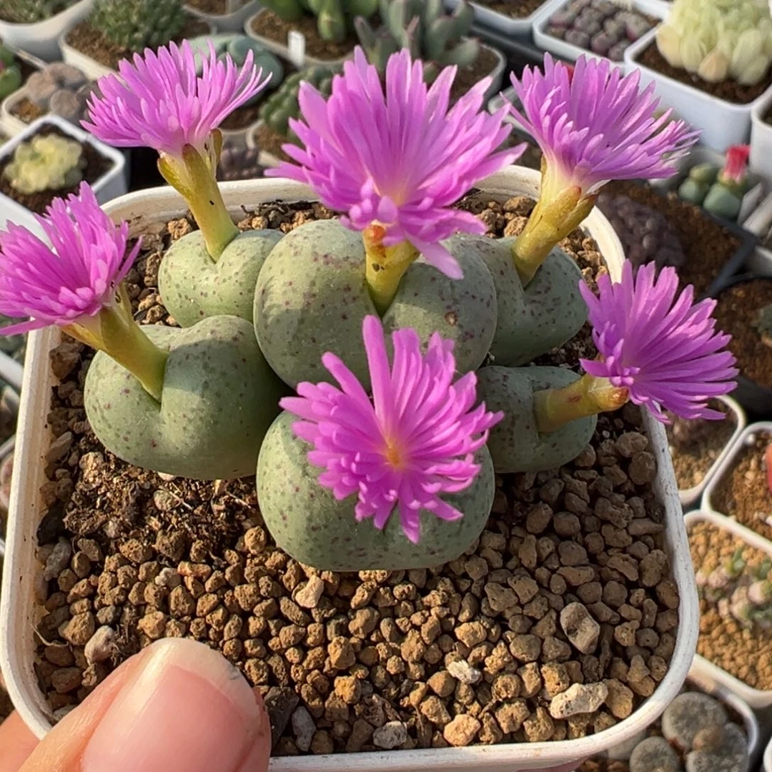 751多肉植物种类多样