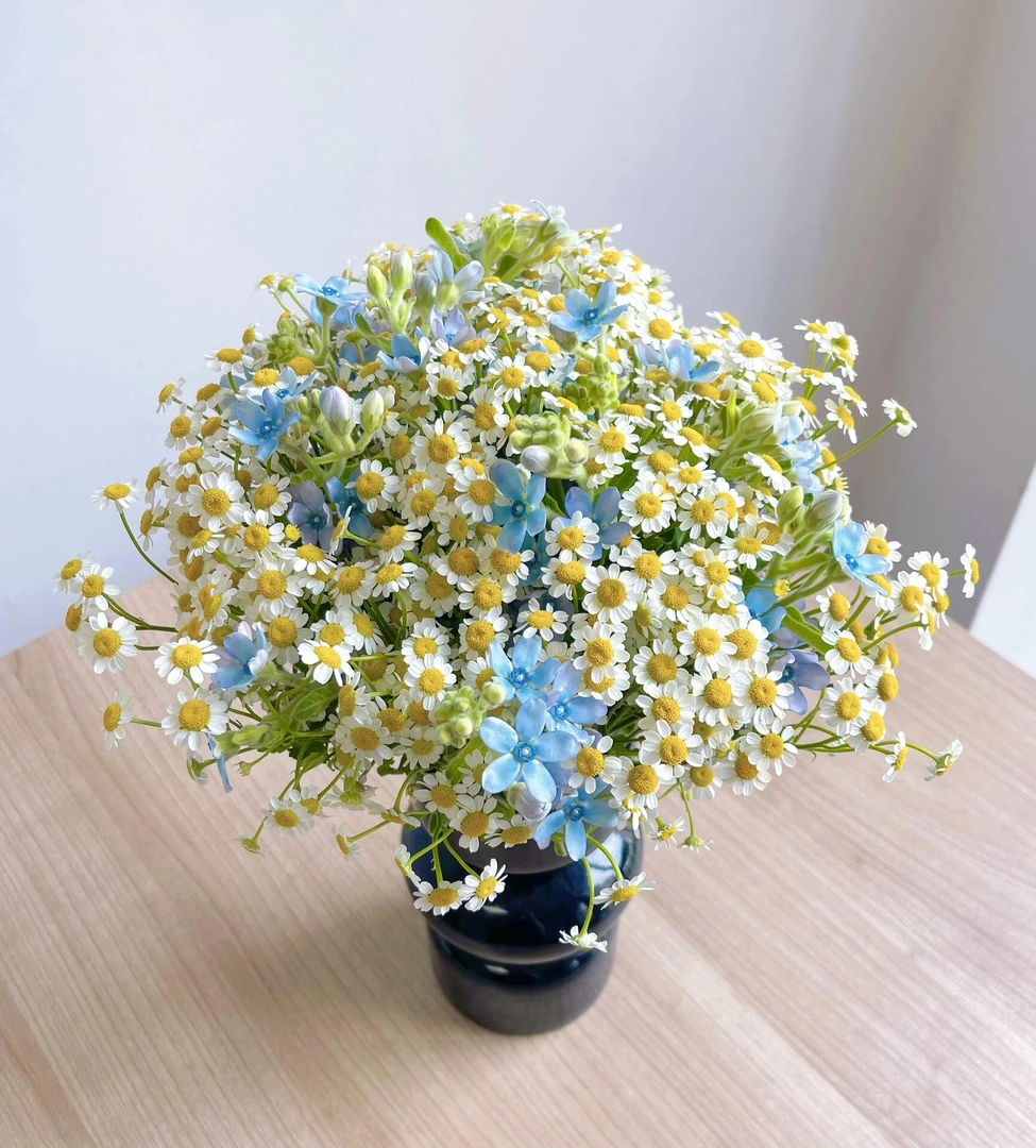 云南基地直发新鲜小清新INS风洋甘菊+蓝星花组合鲜花插瓶水养花束