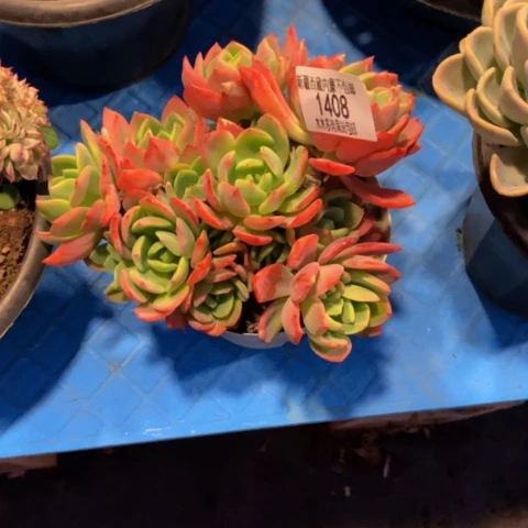 蓝*蓝1408不知名多肉植物