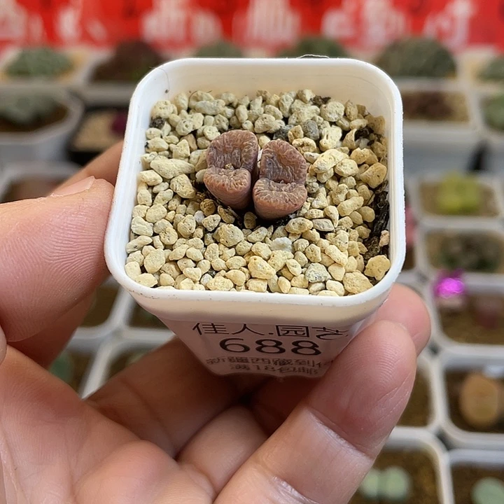 佳人园艺多肉生石花勋章688