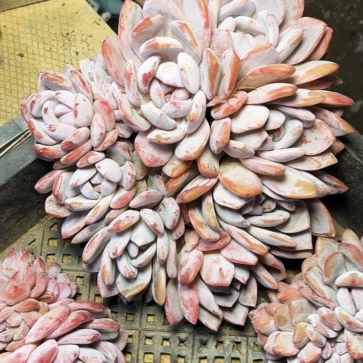 石榴籽星影，摘心一物一拍