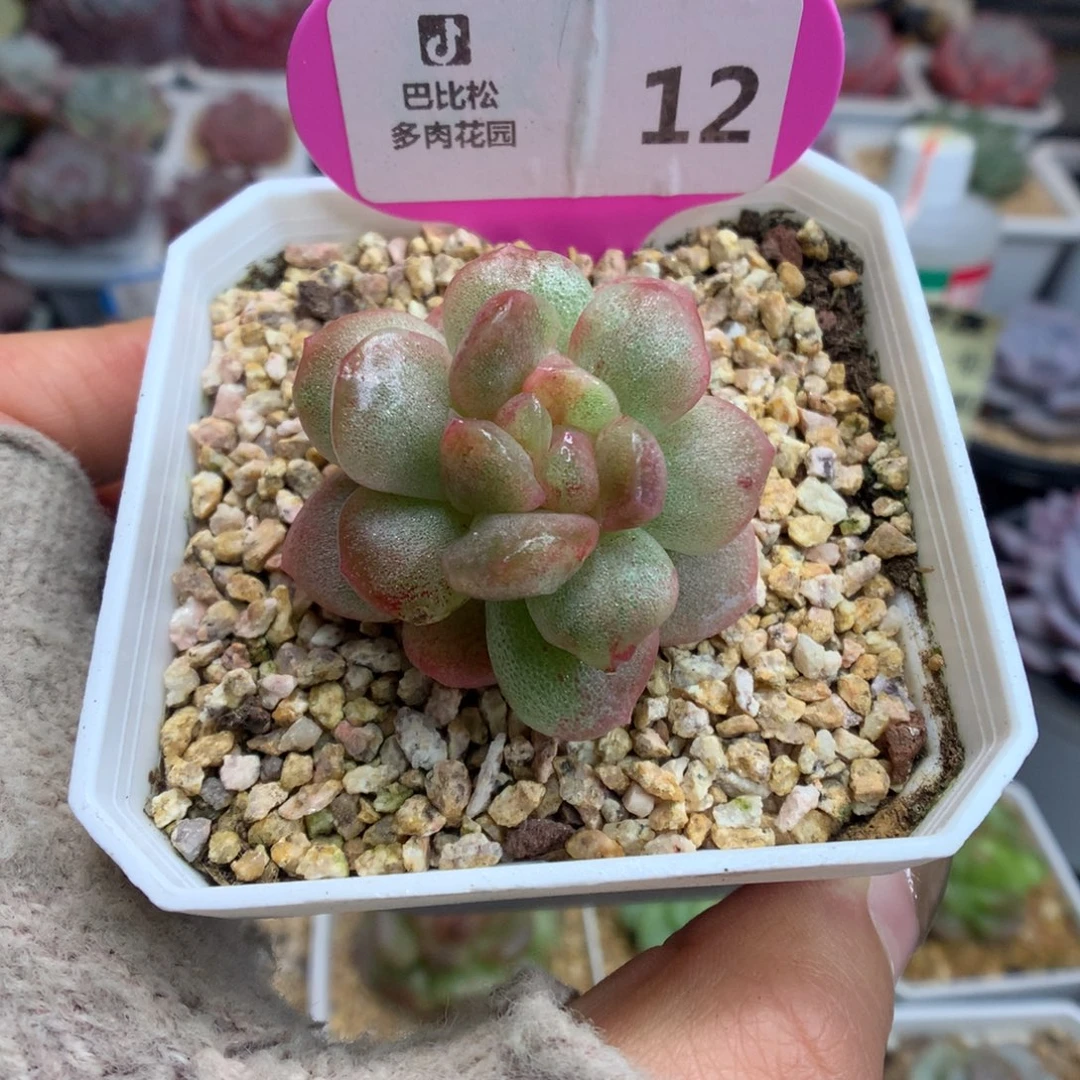 12冰玉石化多肉植物