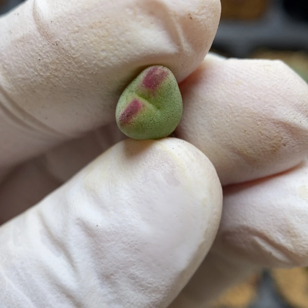 多肉植物肉锥杂交K-2974 毛将杂 大小脸福利