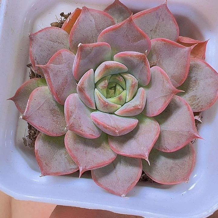夏梦19包邮多肉植物