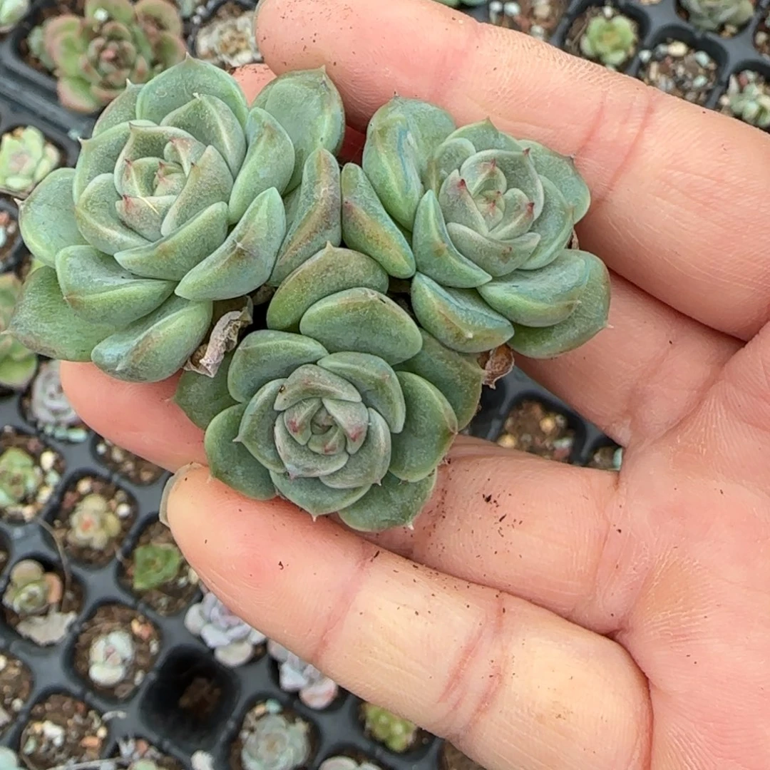 小卡拉米糖心一物一拍