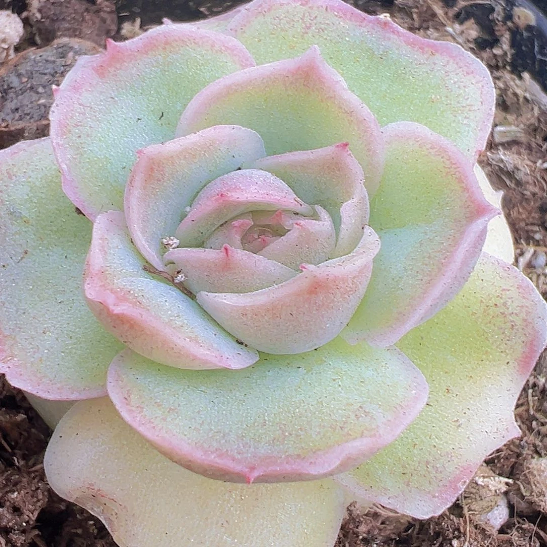 水晶虾饺19包邮多肉