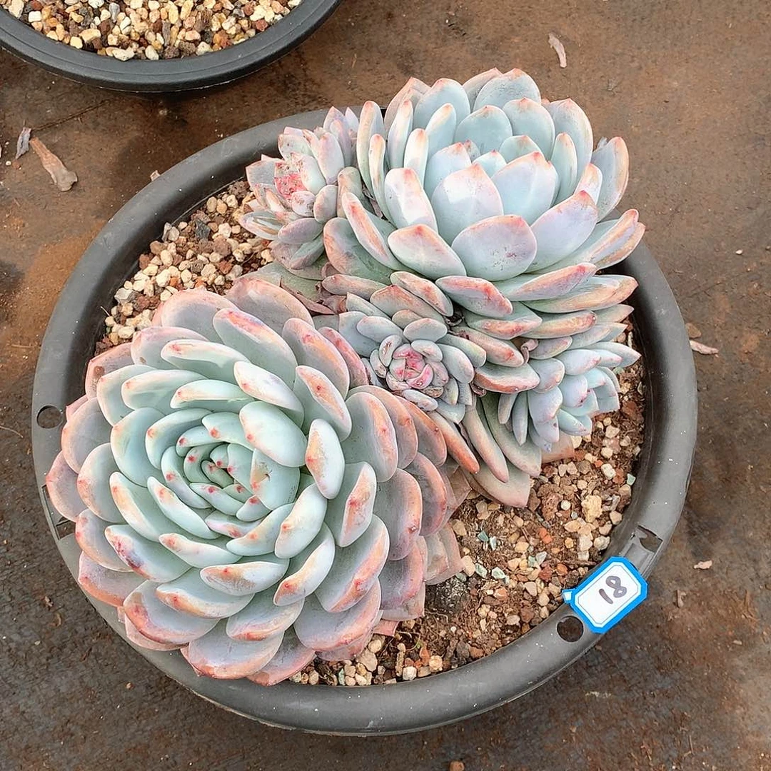 18橙子 一物一拍多肉