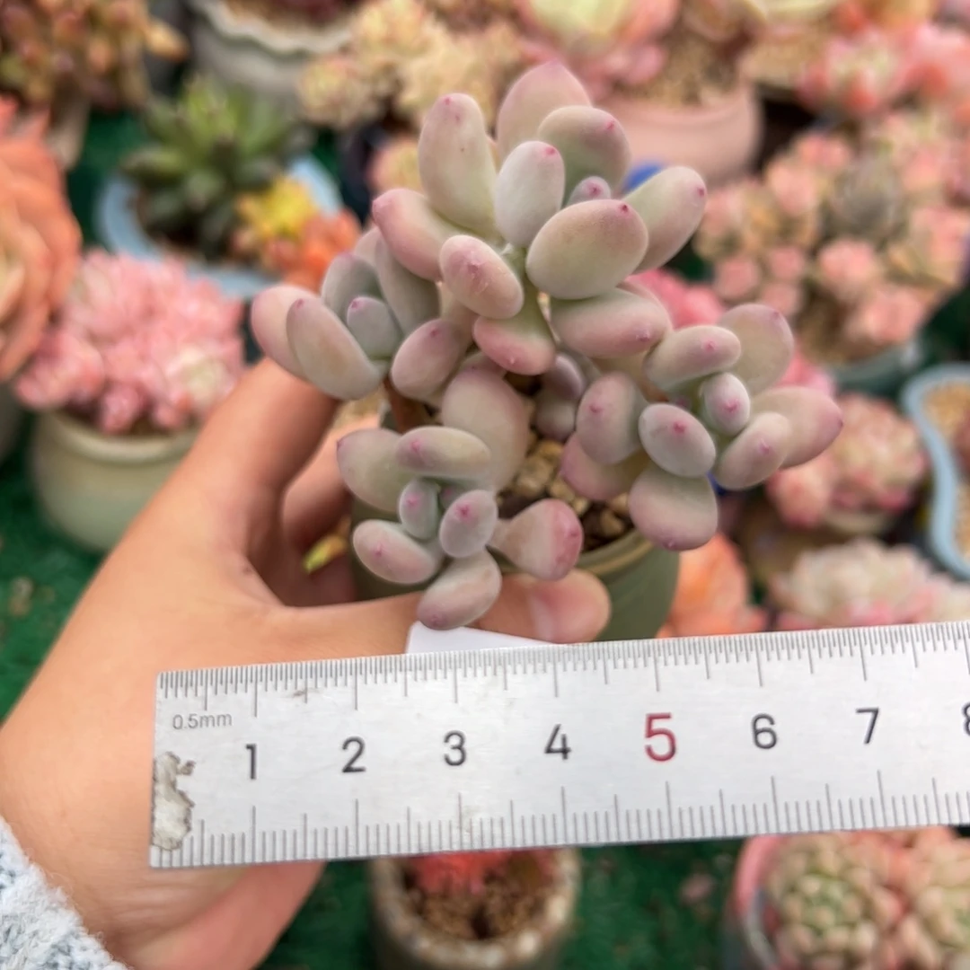 0****0568 多肉植物组合盆栽