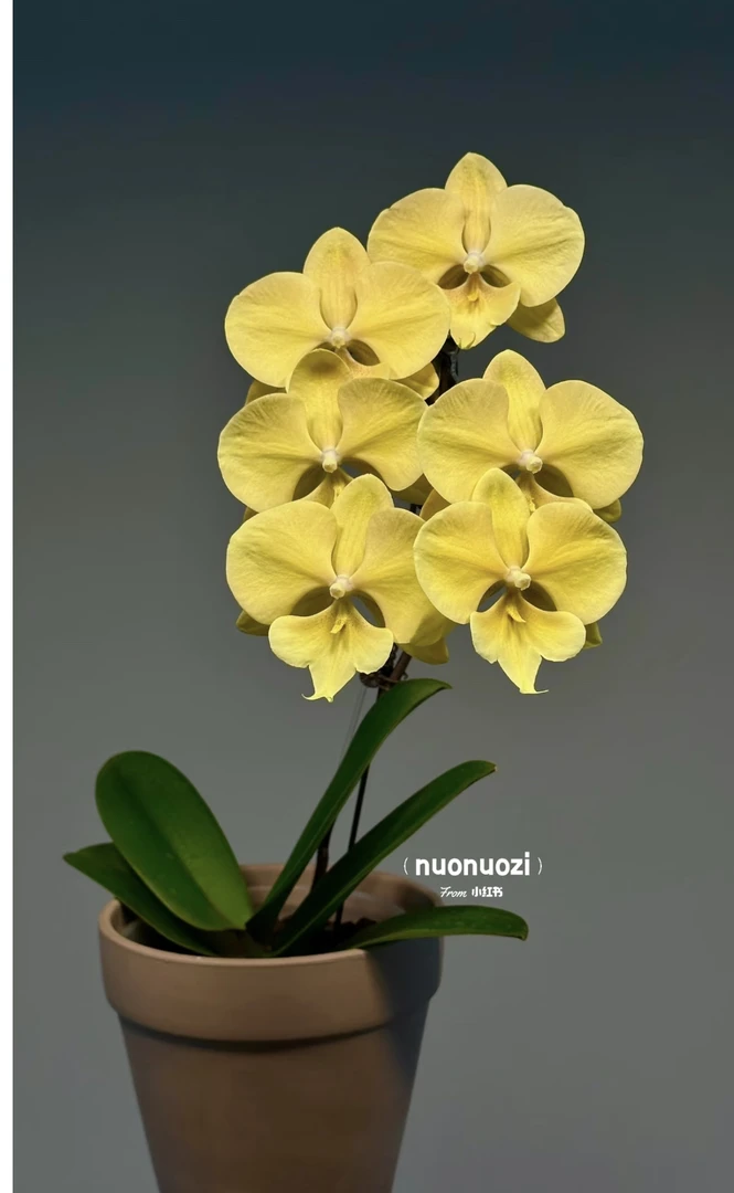 蝴蝶兰【春日暖阳】3.0寸苗无花无剑