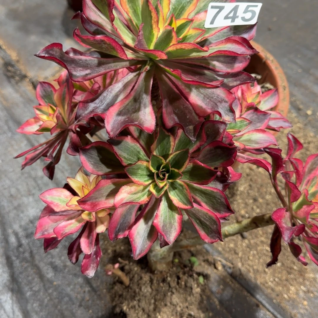 745多肉植物魅影多肉