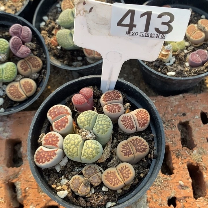 用****2生石花小苗413