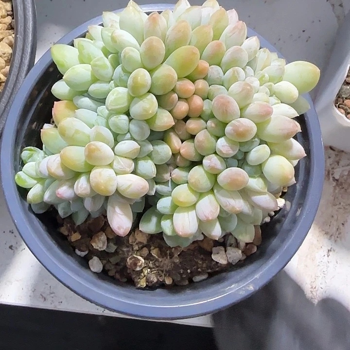 青蛙王子儿童牙膏11