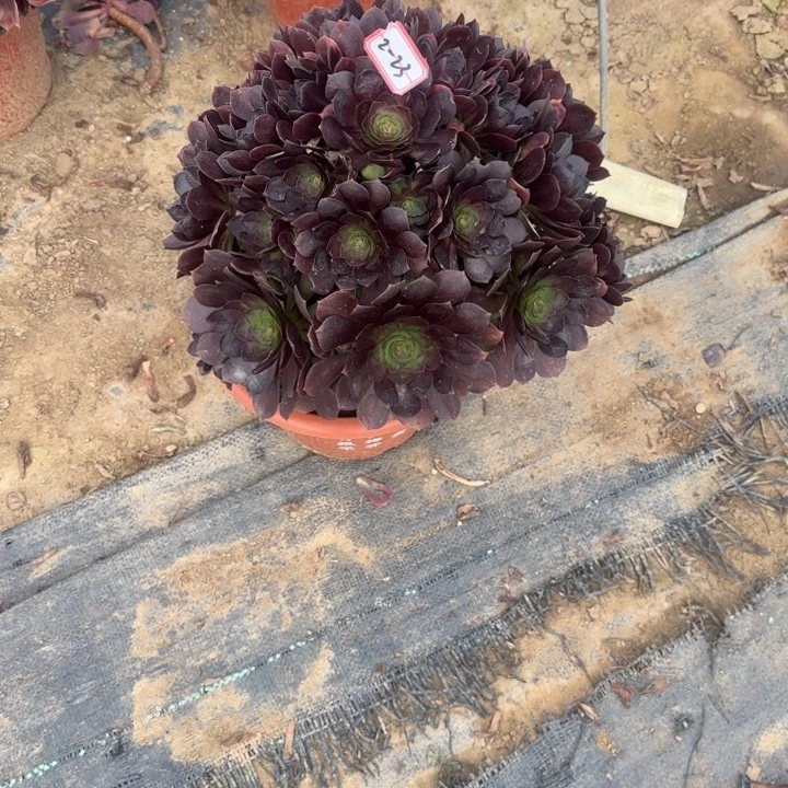 2-23赤焰莲多肉不包售后