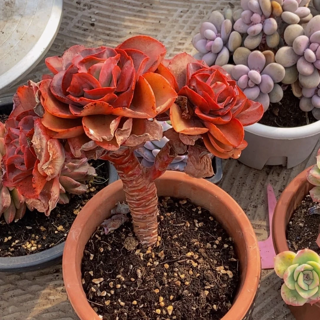 ?***꧂48包邮一物一拍多肉植物