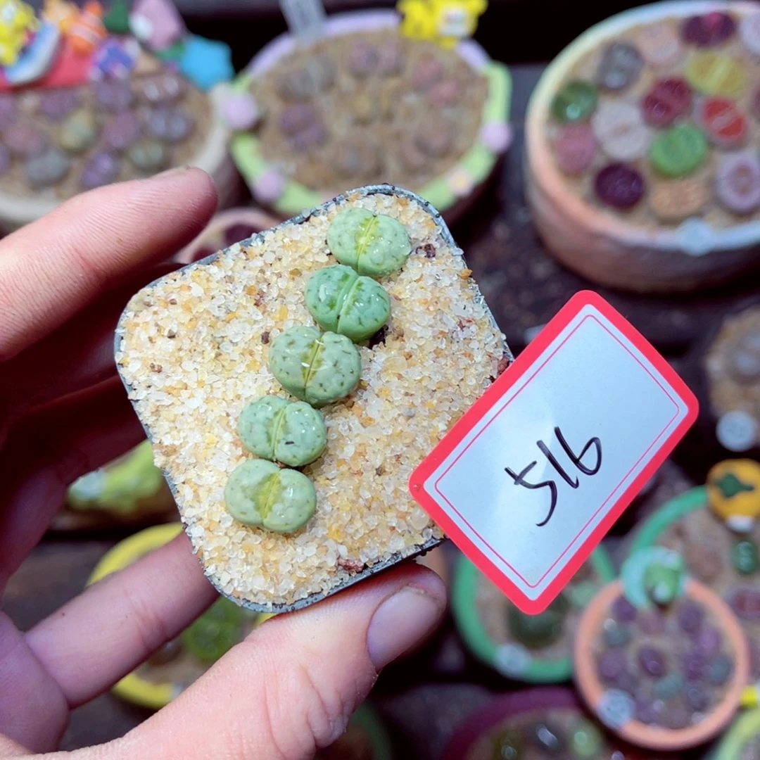 516生石花带盆发1