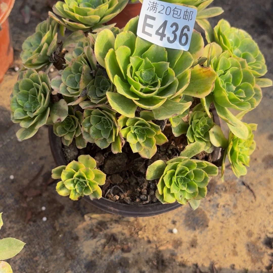 436多肉植物捧花的
